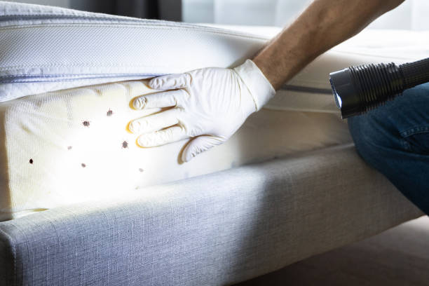 Best Emergency Pest Control  in Marshfield, WI
